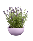 Lavande en coupe pot céramique en promo chez Lidl Lavande en coupe pot céramique dans le catalogue Lidl