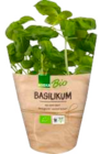 Basilikum im EDEKA Prospekt Basilikum von EDEKA Bio im aktuellen EDEKA Prospekt für 1,49 €