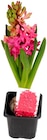 Muscari Mix Hyazinthen Angebote bei REWE Herford für 0,89 €