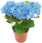 Aktuelles Hortensie Angebot bei Kaufland in Bremen ab 4,99 €