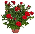 Rose im aktuellen Kaufland Prospekt