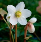 Plante vivace à Truffaut dans Vezins