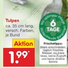 Aktuelle Tulpen Angebote bei Netto Marken-Discount in Oldenburg Aktuelles Tulpen Angebot bei Netto Marken-Discount in Oldenburg ab 1,99 €