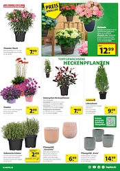 Aktueller Hagebaumarkt Prospekt mit Hortensie, "So günstig geht das!", Seite 3