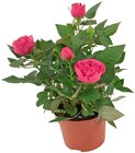 Topfrose im Angebot bei REWE in Niederkassel Topfrose Angebote von REWE Beste Wahl bei REWE Niederkassel für 3,33 €