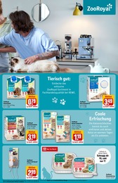 Katzenstreu Angebot & Preis im aktuellen REWE Prospekt Katzenstreu Angebot im aktuellen REWE Prospekt auf Seite 31