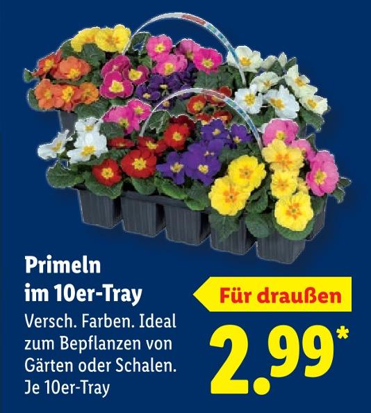 Primeln im 10er-Tray