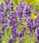 Aktuelle Lavendel Angebote bei toom Baumarkt in Dresden Aktuelles Lavendel Angebot bei toom Baumarkt in Dresden ab 2,99 €