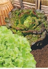 Plants de salade en promo chez Super U Plants de salade dans le catalogue Super U