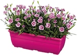 Jardinière d'œillets - Lidl à Pau Jardinière d'œillets en promo chez Lidl Pau à 6,90 €