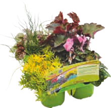 Herbstschönheiten bei BAUHAUS in Willich Herbstschönheiten im Angebot bei BAUHAUS Willich für 6,99 €