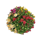 Chrysanthemenbusch Angebote bei EDEKA Stralsund für 6,99 €