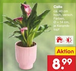 Calla bei Netto Marken-Discount im Dornhan Prospekt für 8,99 €