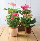 Plante fleurie en promo chez U Express Aulnay-sous-Bois à 6,99 €