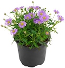 Blaues Gänseblümchen von  im aktuellen REWE Prospekt für 1,69 €