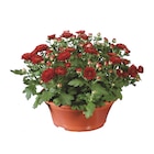 Chrysan themenschale im Angebot bei Lidl in Mainz Chrysan themenschale Angebote bei Lidl Mainz für 3,49 €