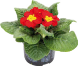 Primeln (Primula acaulis) im aktuellen Prospekt bei Globus-Baumarkt in Künzell