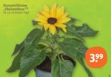 Sonnenblume 'Helianthus' im Angebot bei tegut in München Sonnenblume 'Helianthus' Angebote bei tegut München für 3,99 €