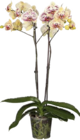 Aktuelles Orchidee (Phalaenopsis „Taiwan“) Angebot bei Globus-Baumarkt in Mannheim ab 9,99 €