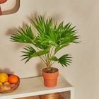 Livistonia (Palmier) - Carrefour Market à Noisy-le-Grand Livistonia (Palmier) en promo chez Carrefour Market Noisy-le-Grand à 9,99 €