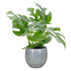 Fensterblatt Angebote von GROW by OBI bei OBI Wolfsburg für 5,99 €