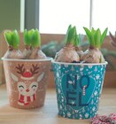 Jacinthe trio en promo à 3,99 € chez Jardiland Jacinthe trio dans le catalogue Jardiland