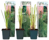 PampasgrĂ€ser, Cortaderia selloana im Netto Marken-Discount Prospekt PampasgrĂ€ser, Cortaderia selloana von im aktuellen Netto Marken-Discount Prospekt fĂŒr 20,99 âŹ