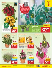 Aktueller Netto Marken-Discount Prospekt mit Chrysantheme, "Aktuelle Angebote", Seite 7