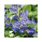 Promo Caryopteris Clandonensis Grand Bleu – Pot de 3L à 11,66 € dans le catalogue Botanic à Semécourt