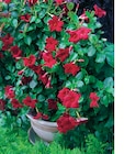 Dipladenia Rouge à 4,49 € dans le catalogue Super U