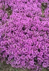 Polster-Thymian im Angebot bei Intratuin Hildesheim in Peine Polster-Thymian Angebote bei Intratuin Hildesheim Peine für 2,99 €