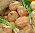 Steckzwiebel „Stuttgarter Riesen“ im Angebot bei Thomas Philipps in Zwickau Steckzwiebel „Stuttgarter Riesen“ Angebote bei Thomas Philipps Zwickau für 2,22 €