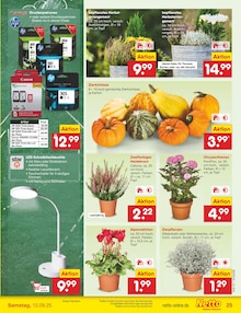 Pflanzen im Netto Marken-Discount Prospekt "Aktuelle Angebote" mit 61 Seiten (Erlangen)