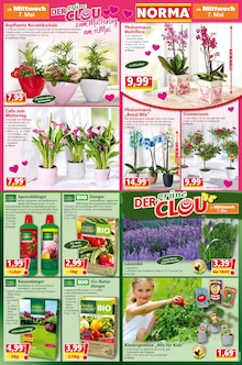Zimmerpflanzen Angebot im aktuellen Norma Prospekt auf Seite 15