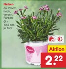 Aktuelle Blumen Angebote bei Netto Marken-Discount in Bottrop Aktuelles Nelken Angebot bei Netto Marken-Discount in Bottrop ab 2,22 €
