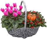 Herbstgefäß bepflanzt Angebote bei REWE Leonberg für 9,99 €