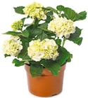 Aktuelle Hortensie Angebote bei Netto mit dem Scottie in Dresden Aktuelles Gartenhortensie Angebot bei Netto mit dem Scottie in Dresden ab 9,99 €