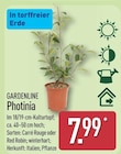 Photinia von Gardenline im aktuellen ALDI Nord Prospekt