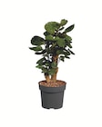 Palmenmix im Angebot bei Lidl in Elmshorn Palmenmix Angebote bei Lidl Elmshorn für 6,99 €