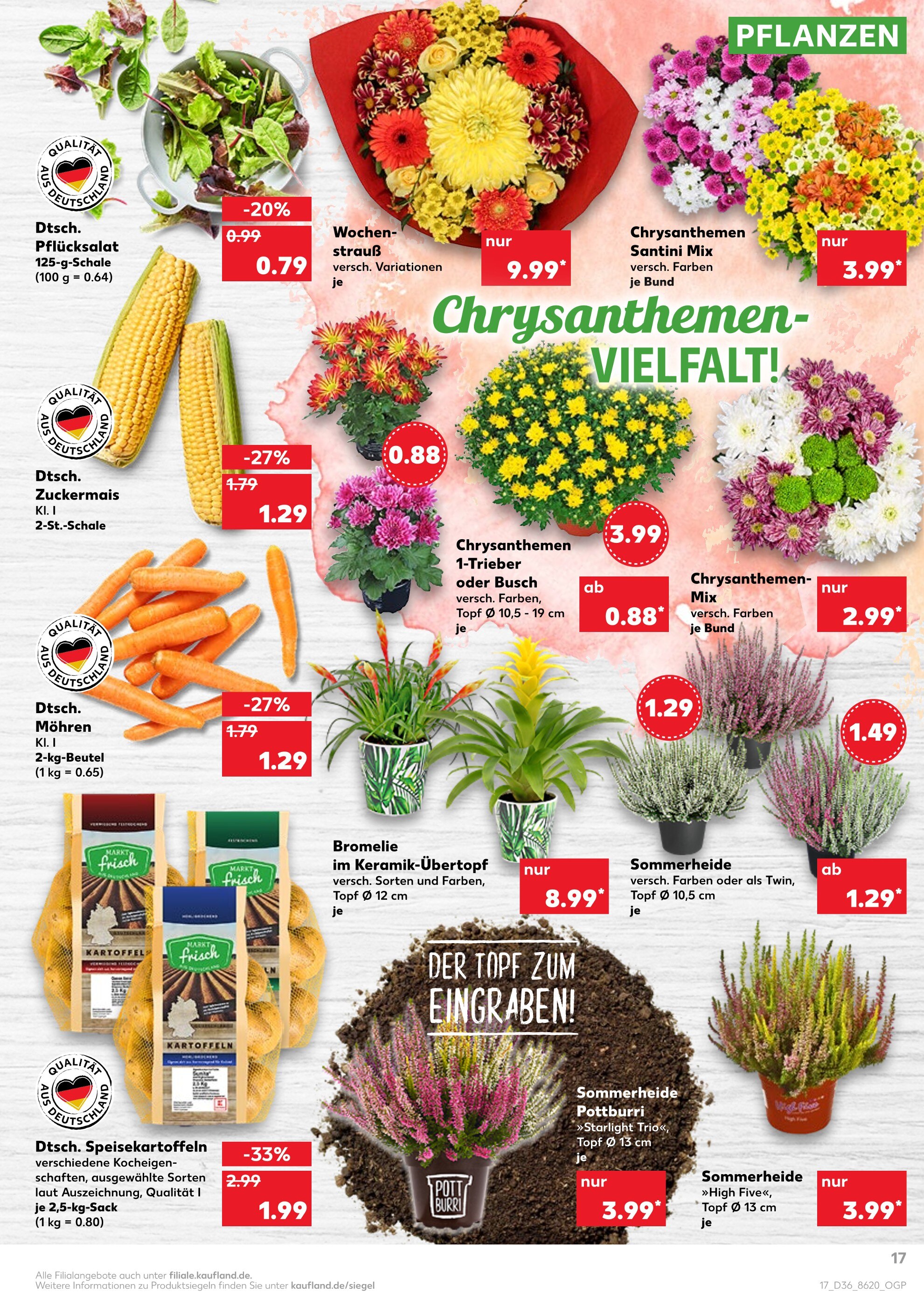 Zimmermann Pflanzen Angebot ᐅ Finde den Preis im aktuellen Prospekt