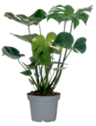 Monstera bei toom Baumarkt im Bergheim Prospekt für 5,99 €