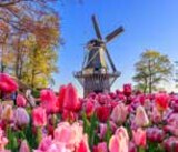 Tulpenblüte in Holland Angebote bei ASTL-Reisen Rosenheim für 899,00 €