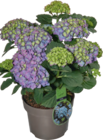 Hortensien im Angebot bei tegut in Maintal Hortensien Angebote bei tegut Maintal für 14,99 €