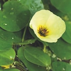 Collection de plantes aquatiques - botanic - Botanic Collection de plantes aquatiques - botanic à 6,25 € dans le catalogue Botanic