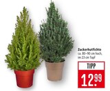 Aktuelles Zuckerhutfichte Angebot bei Marktkauf in Offenbach (Main) ab 12,99 €
