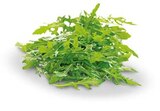 Penny-Markt - Rucola Angebot im Prospekt Rucola bei Penny-Markt im Prospekt "So aufregend kann Sparen sein." für 0,75 €
