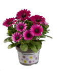 Ostéospermum - Lidl à Quimper Ostéospermum en promo chez Lidl Quimper à 1,59 €