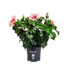 Hibiscus. Le pot de diamètre 17 cm - BOTANIC® - Botanic Hibiscus. Le pot de diamètre 17 cm - BOTANIC® à 17,99 € dans le catalogue Botanic