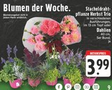 Stacheldrahtpflanze Herbst Trio bei EDEKA im Driedorf Prospekt für 3,99 €