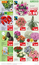 Aktueller Kaufland Prospekt mit Schnittblumen, "Aktuelle Angebote", Seite 17